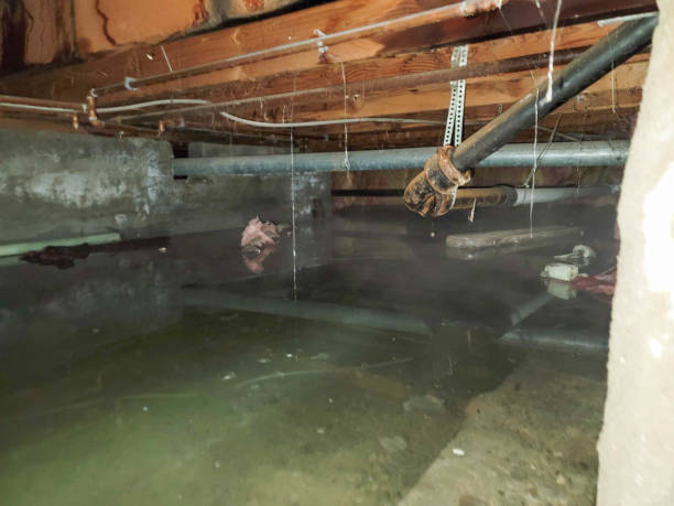 Best 24/7 water damage repair  in Brownsville, TN