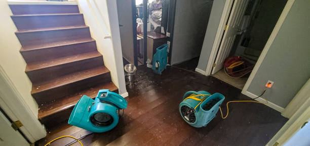 Best Mold removal after water damage  in Brownsville, TN