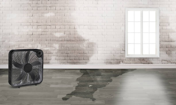 Best 24/7 water damage repair  in Brownsville, TN